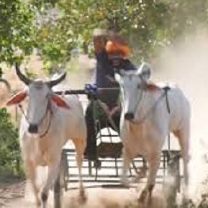 چک 448 گ ب نیشاراں میں آل پاکستان  بیل گاڑی ٹورنامنٹ 